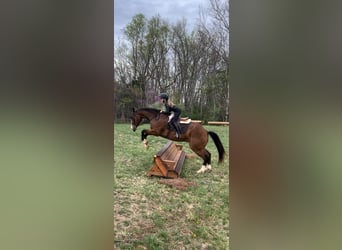 American Quarter Horse, Wałach, 11 lat, 157 cm, Gniada