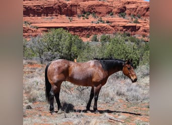 American Quarter Horse, Wałach, 11 lat, 157 cm, Gniadodereszowata