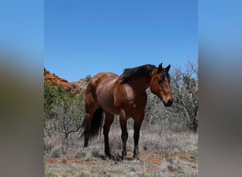 American Quarter Horse, Wałach, 11 lat, 157 cm, Gniadodereszowata
