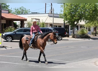 American Quarter Horse, Wałach, 11 lat, 157 cm, Gniadodereszowata