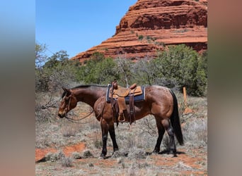 American Quarter Horse, Wałach, 11 lat, 157 cm, Gniadodereszowata