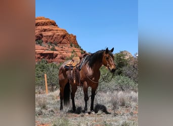 American Quarter Horse, Wałach, 11 lat, 157 cm, Gniadodereszowata