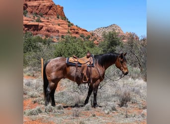 American Quarter Horse, Wałach, 11 lat, 157 cm, Gniadodereszowata
