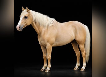 American Quarter Horse, Wałach, 11 lat, 157 cm, Izabelowata