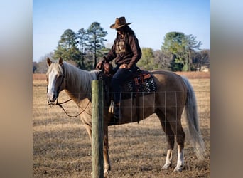 American Quarter Horse, Wałach, 11 lat, 157 cm, Izabelowata