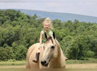 American Quarter Horse, Wałach, 11 lat, 157 cm, Jelenia