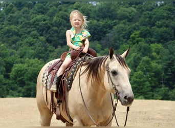 American Quarter Horse, Wałach, 11 lat, 157 cm, Jelenia