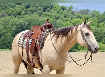 American Quarter Horse, Wałach, 11 lat, 157 cm, Jelenia