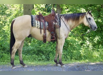 American Quarter Horse, Wałach, 11 lat, 157 cm, Jelenia