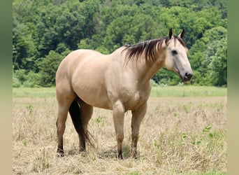 American Quarter Horse, Wałach, 11 lat, 157 cm, Jelenia