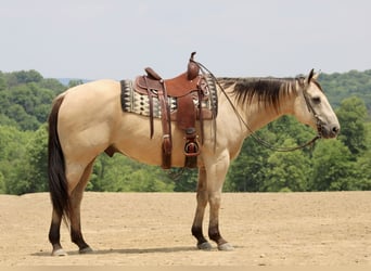 American Quarter Horse, Wałach, 11 lat, 157 cm, Jelenia