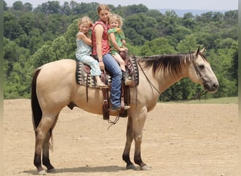 American Quarter Horse, Wałach, 11 lat, 157 cm, Jelenia