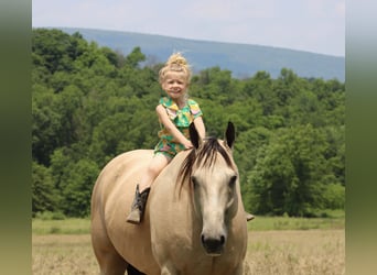 American Quarter Horse, Wałach, 11 lat, 157 cm, Jelenia