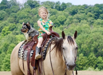 American Quarter Horse, Wałach, 11 lat, 157 cm, Jelenia