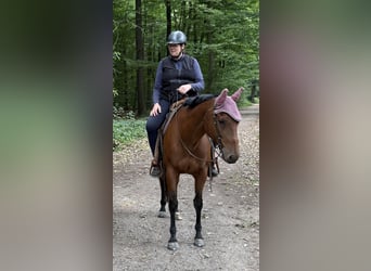 American Quarter Horse, Wałach, 11 lat, 158 cm, Ciemnogniada