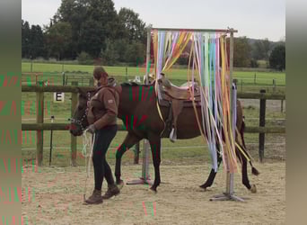American Quarter Horse, Wałach, 11 lat, 158 cm, Ciemnogniada