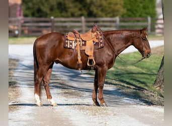 American Quarter Horse, Wałach, 11 lat, 160 cm, Cisawa