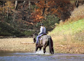 American Quarter Horse, Wałach, 11 lat, 160 cm, Gniadodereszowata