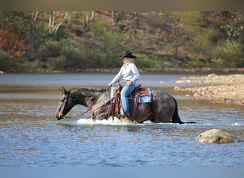 American Quarter Horse, Wałach, 11 lat, 160 cm, Gniadodereszowata