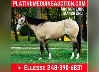 American Quarter Horse, Wałach, 11 lat, 160 cm, Jelenia