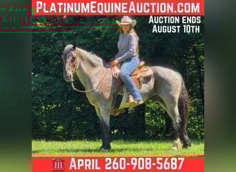 American Quarter Horse, Wałach, 11 lat, 160 cm, Karodereszowata