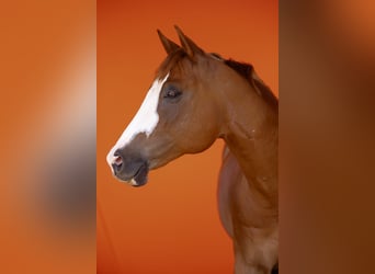 American Quarter Horse, Wałach, 11 lat, 160 cm, Kasztanowata
