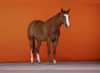 American Quarter Horse, Wałach, 11 lat, 160 cm, Kasztanowata
