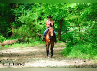 American Quarter Horse, Wałach, 11 lat, 165 cm, Gniada