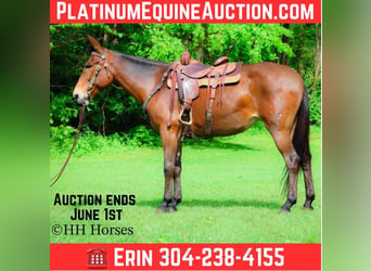 American Quarter Horse, Wałach, 11 lat, 165 cm, Gniada