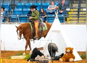 American Quarter Horse, Wałach, 11 lat, Cisawa