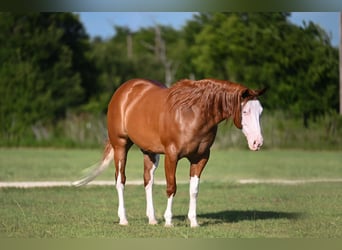 American Quarter Horse, Wałach, 11 lat, Cisawa