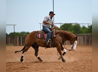 American Quarter Horse, Wałach, 11 lat, Cisawa