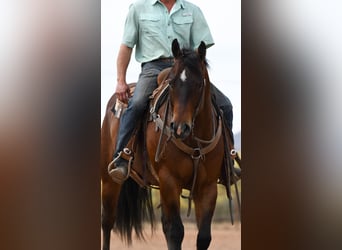 American Quarter Horse, Wałach, 11 lat, Gniada