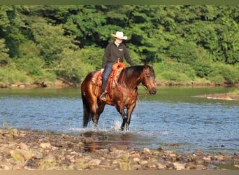 American Quarter Horse, Wałach, 11 lat, Gniada