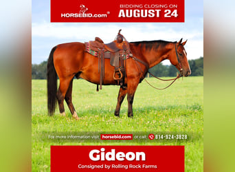 American Quarter Horse, Wałach, 11 lat, Gniada