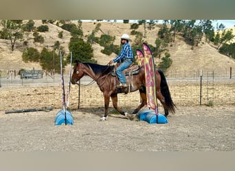American Quarter Horse, Wałach, 11 lat, Gniadodereszowata