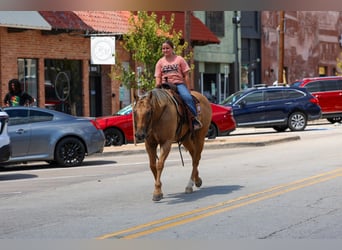 American Quarter Horse, Wałach, 11 lat, Izabelowata