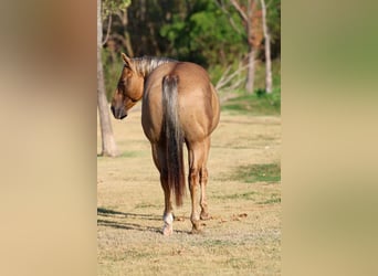 American Quarter Horse, Wałach, 11 lat, Izabelowata