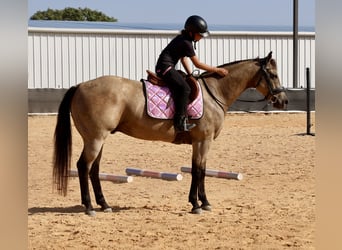 American Quarter Horse, Wałach, 11 lat, Jelenia