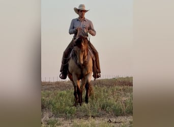 American Quarter Horse, Wałach, 11 lat, Jelenia
