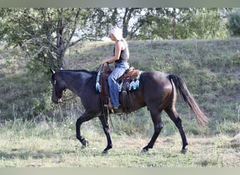 American Quarter Horse, Wałach, 11 lat, Karodereszowata