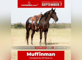 American Quarter Horse, Wałach, 11 lat, Karodereszowata