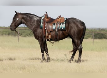 American Quarter Horse, Wałach, 11 lat, Karodereszowata