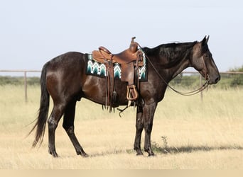 American Quarter Horse, Wałach, 11 lat, Karodereszowata