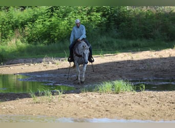American Quarter Horse, Wałach, 11 lat, Siwa
