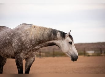 American Quarter Horse, Wałach, 11 lat, Siwa