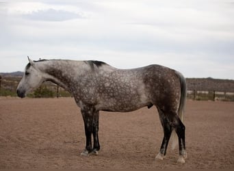 American Quarter Horse, Wałach, 11 lat, Siwa