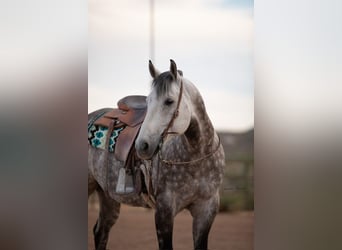 American Quarter Horse, Wałach, 11 lat, Siwa