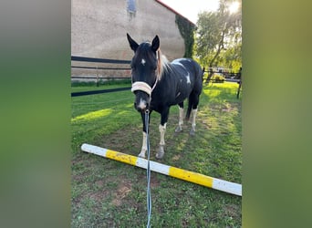 American Quarter Horse, Wałach, 11 lat, Srokata