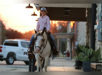 American Quarter Horse, Wałach, 12 lat, 137 cm, Tobiano wszelkich maści